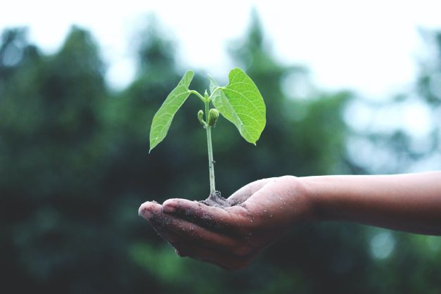 growth - hand holding plant